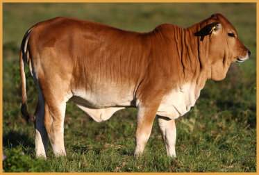 BORAN